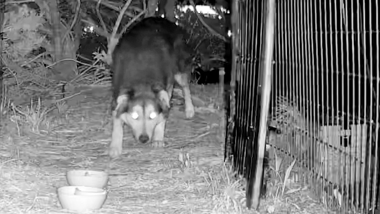 Stray Dog Finally Got Trapped After 71 Days