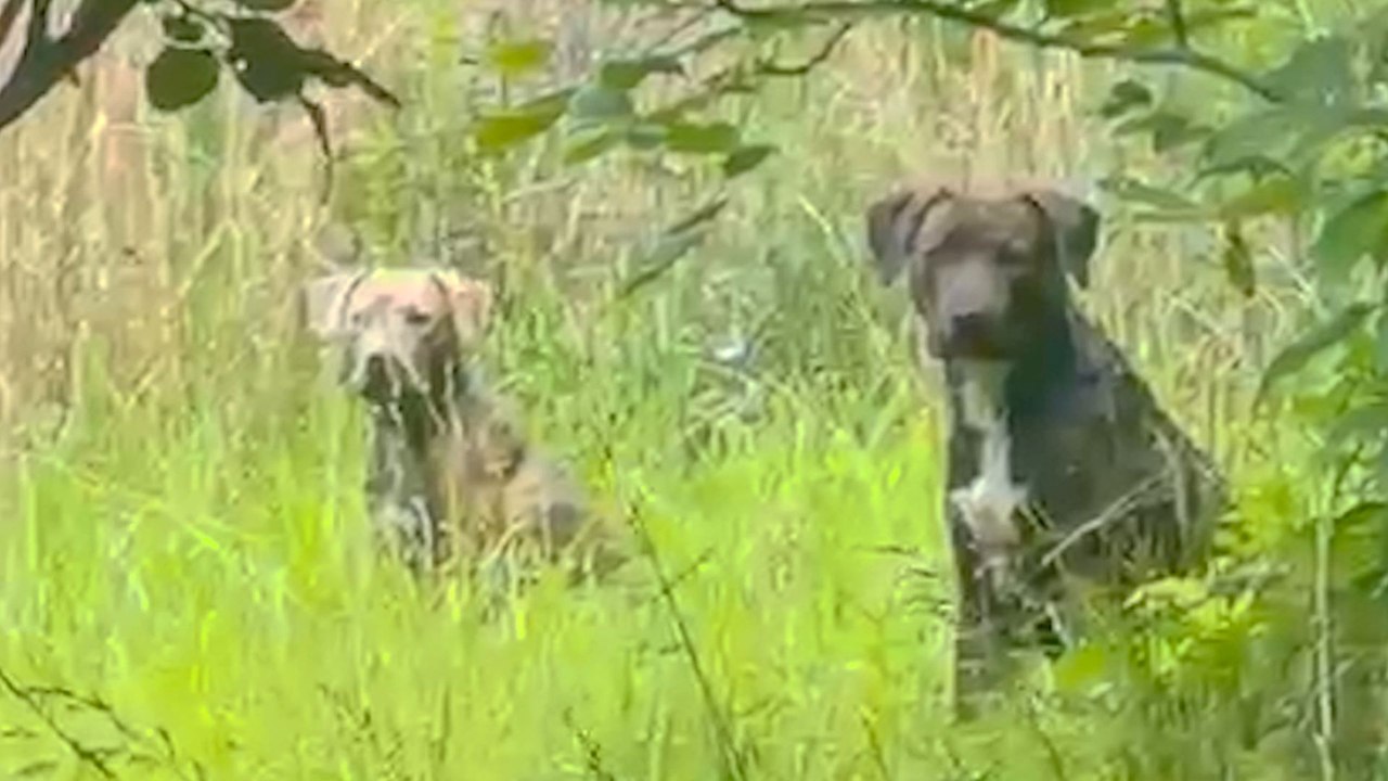 Two Mama Dogs Refuse To Leave Each Other's Side