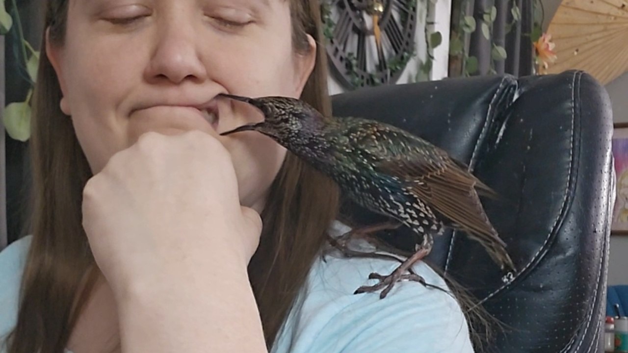 Bird Uses Its Beak To Inspect Mom’s Mouth