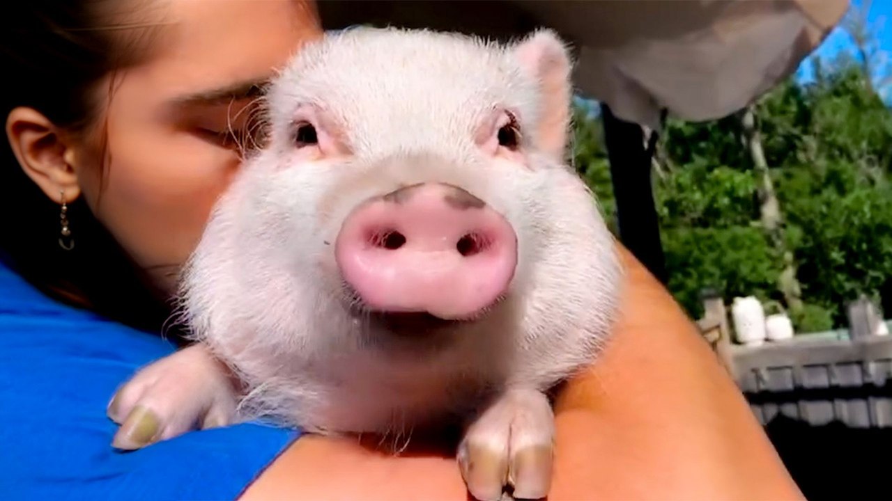 Woman Gets A Pig Instead Of Kids