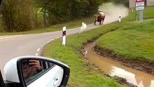 #viral #trending #dailymotion #popular
