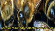 El secreto de la colmena