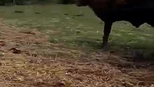 Watch the dog hilariously fail to follow 'farmer' commands!