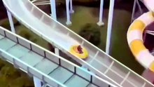 watch till end #cat #funny #viral
