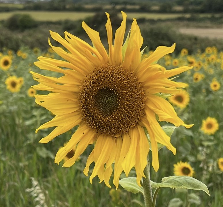 Sunflower season at Ballawhetstone farm