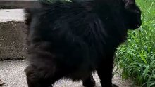 Lembra-se de Jimothy? Eis Meemers, a gata com síndrome da coluna curta