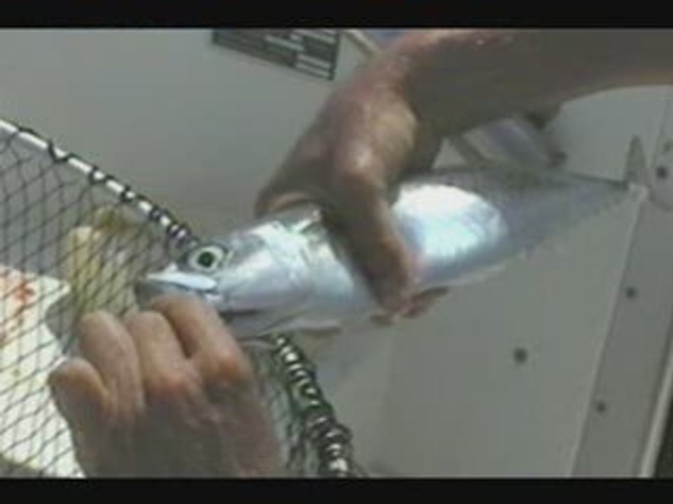 LA GRENOUILLE a méditer