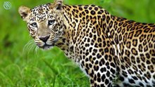 La Martre à Gorge Jaune - Chasseur redoutable de chevreuils et singes
