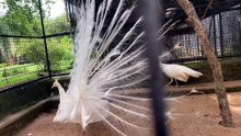 White peacock dance