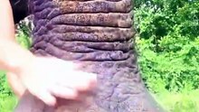 Elephant Pedicure?! You Won't Believe How Huge Elephants Get Their Nails Done!