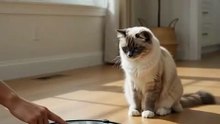 Ragdoll Cat vs. The Robot Vacuum