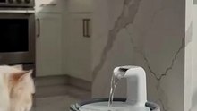 Persian Cat Discovers the Automatic Water Fountain
