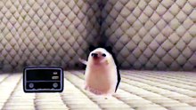 🦔
