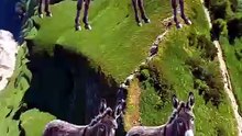 SpinningMule - #funnyanimals #pets #fyp #SpinningMule