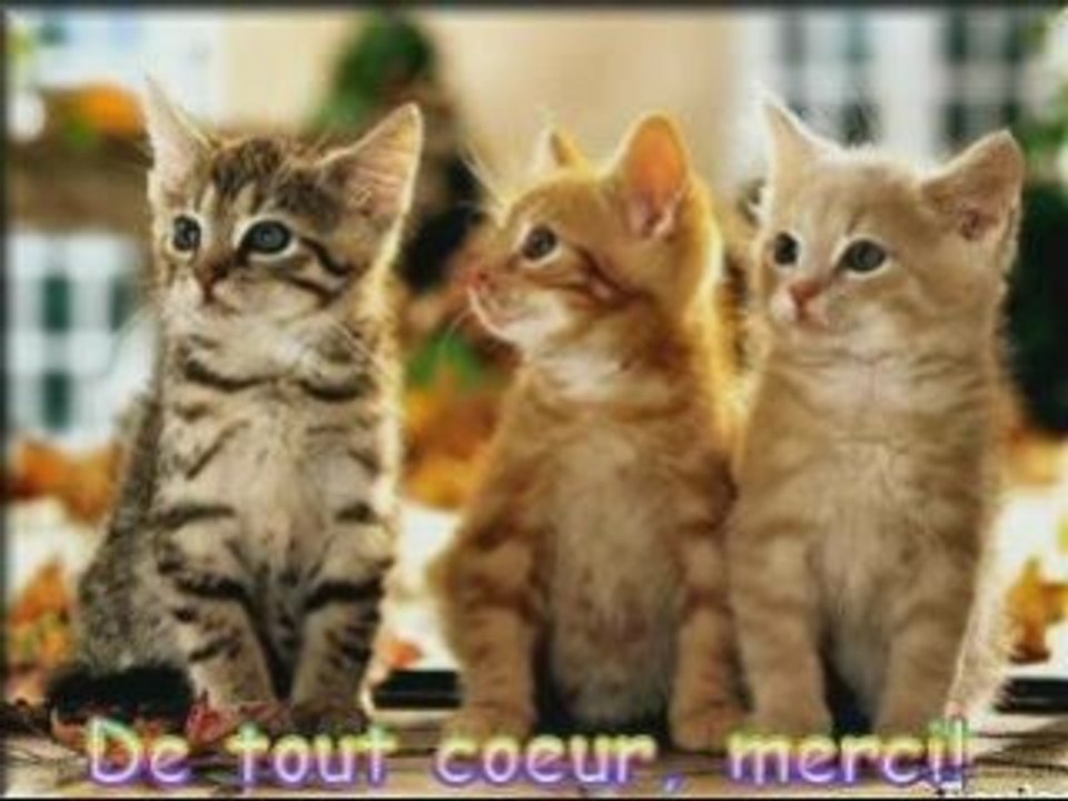 vidéo chats