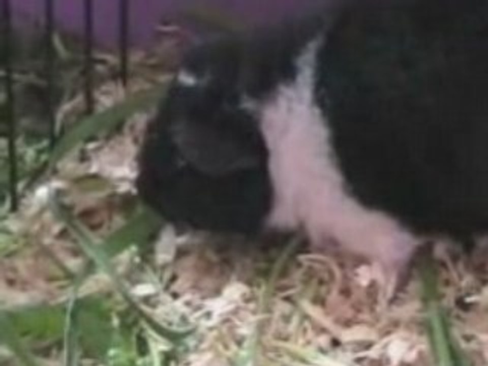 Mes cochons d'Inde - juillet 2008