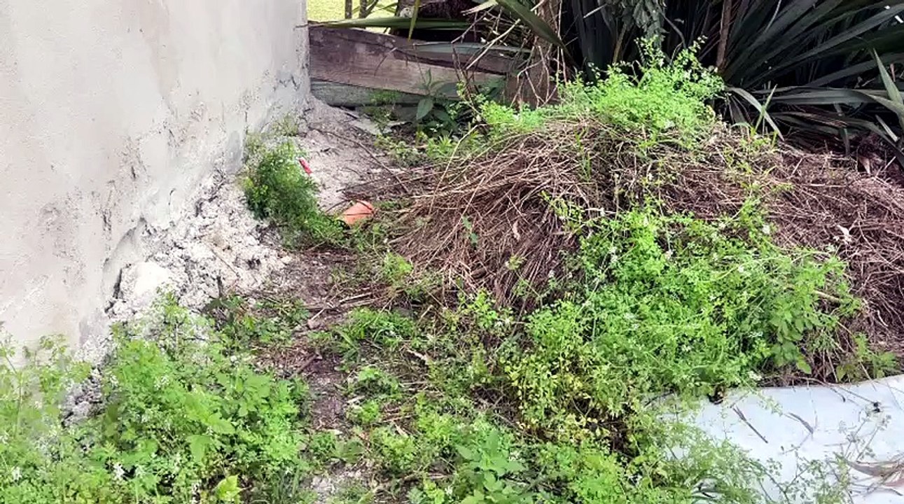 Bebê recém-nascida é encontrado dentro de sacola no quintal de casa no Paraná