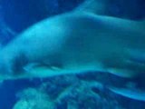 Requin taureau à bangkok