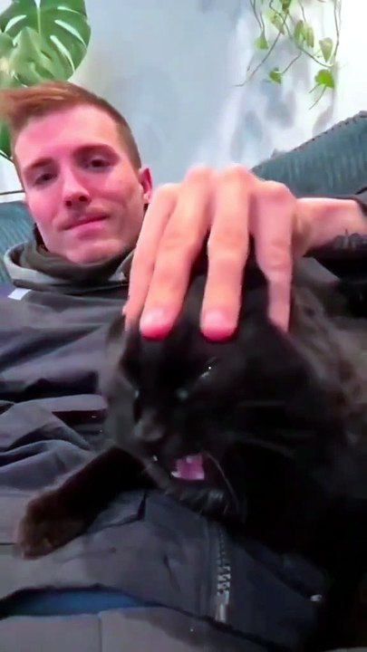 Funny Animal Videos - Funniest Kittens - Cats A...
