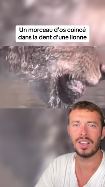 Ils ont sauvé cette lionne !