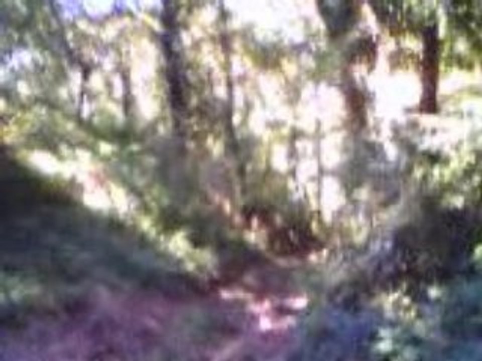 ktm 240 gs Dans le sous bois enduro