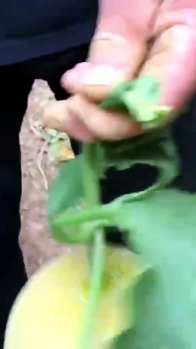 Ripeness criteria for Galia melons