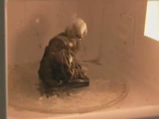 Téléphone portable au micro onde