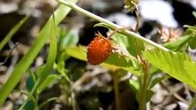 Nature's tiny wonders, up close. 🦋🌿#Butterfly #Nature #WildlifeVideo #Insects #NatureLovers