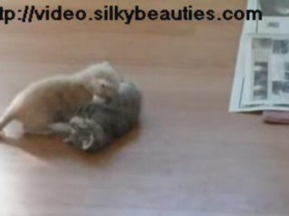 This is how to stop a cat fight