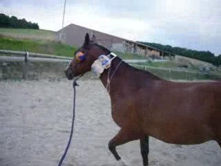 ouin en longe avec tout ces trucs