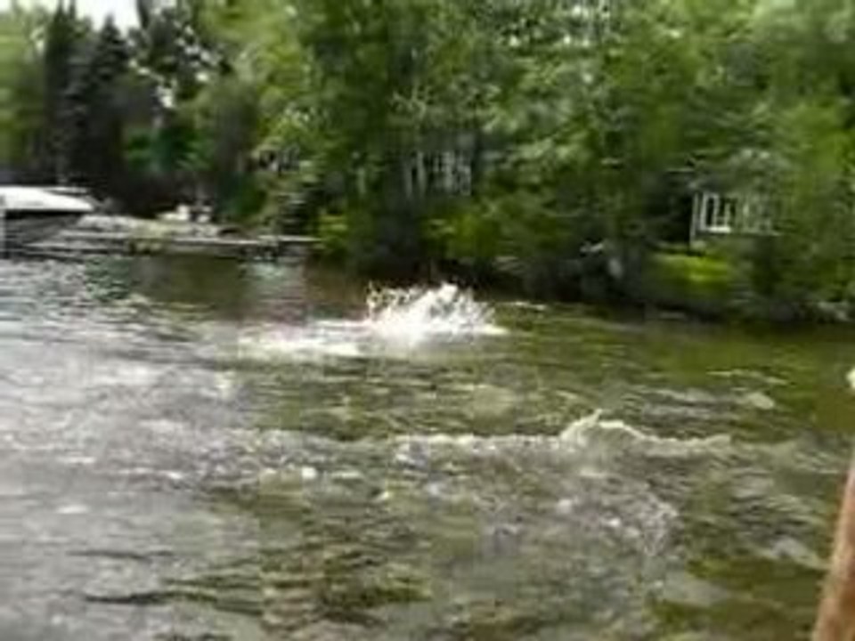 Vega dans l'eau