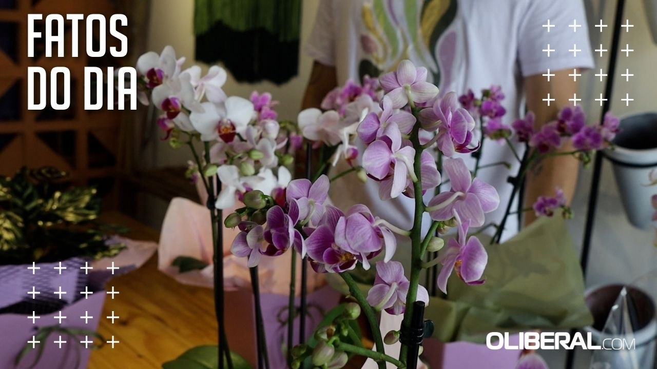 Orquídeas atraem consumidores e colecionadores com preços variados