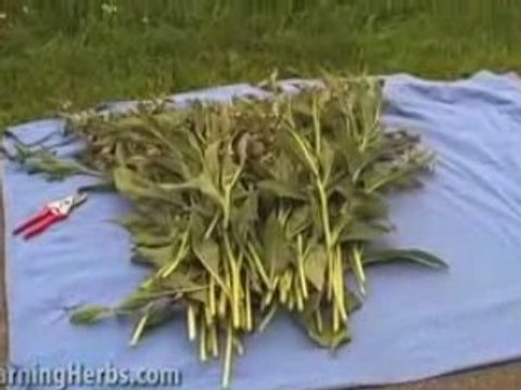 Harvesting Herbs: Comfrey