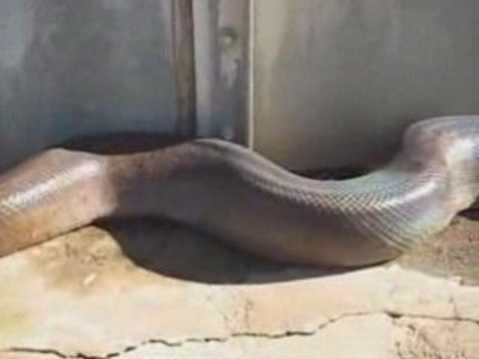 un enorme serpent