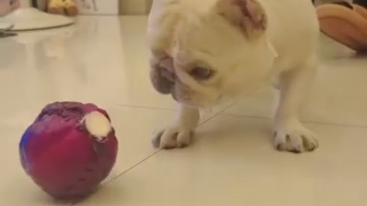 Gave him a red cabbage. Saw the start, never saw the ending