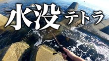 【穴釣り】危険な水没テトラは根魚パラダイスだった