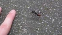 Une fourmi de Singapour (Camponotus gigas)