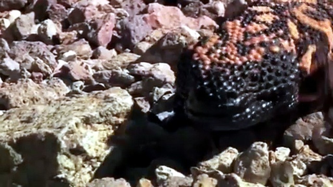 can gila monsters be pets