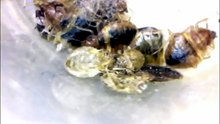 How do you know if a bite is a bed bug