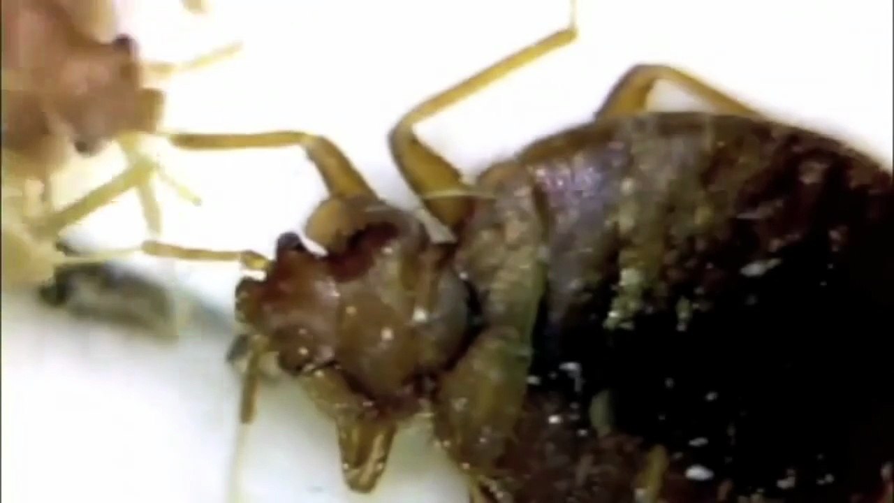 What to do if you slept in a bed with bed bugs