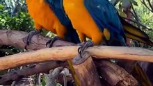 Parrots: as smart as they are colorful. 🦜🧠 #Parrot #WildlifeVideo #Nature #BirdLovers #AnimalFacts