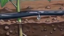 Drip irrigation system