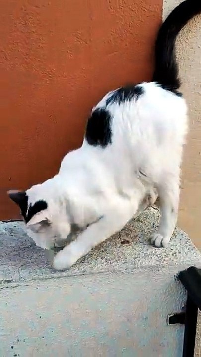 🐱🐈_⬛🐶 Verano alegre con Pernanca, Bombay y Panchito 🌇✨ Tarde fresca en Tijuana 🎉🍹