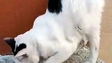 🐱🐈_⬛🐶 Verano alegre con Pernanca, Bombay y Panchito 🌇✨ Tarde fresca en Tijuana 🎉🍹