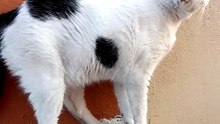 🐱🐈_⬛🐶 Verano en Tijuana con Pernanca, Bombay y Panchito 🌇🎉 Frescura y alegría en El Show ✨🍹