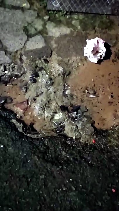 VÍDEO: Morador denuncia vazamento de água há uma semana e cobra solução da Embasa