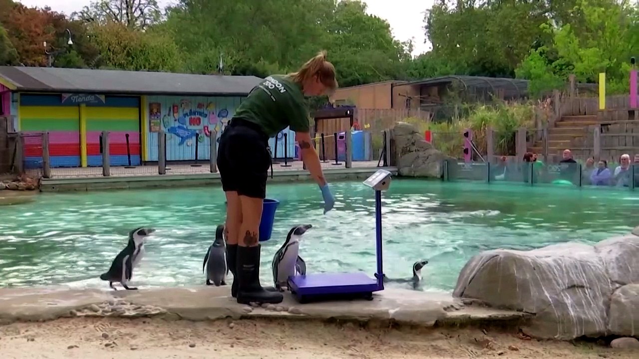 From penguins to monkeys, London Zoo animals weigh in
