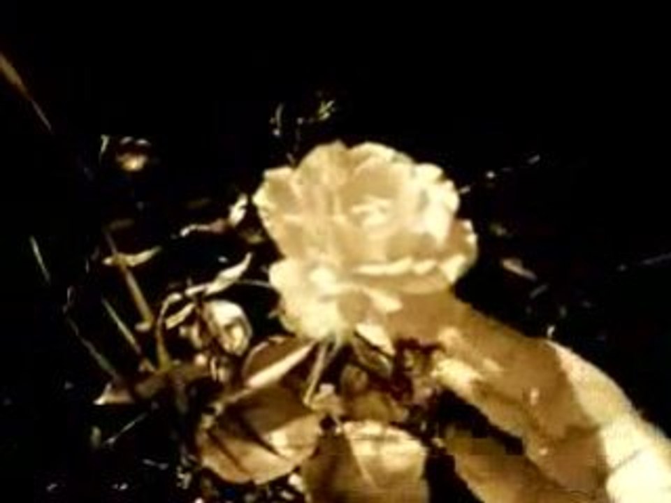 Une Rose