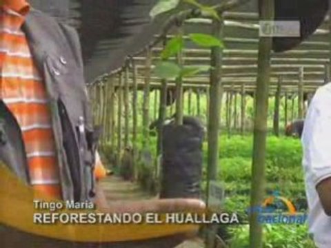 REFORESTANDO EL HUALLAGA - TINGO MARÍA