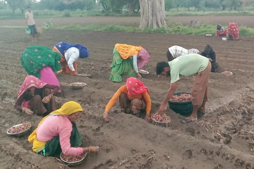 Alwar: अलवर में बारिश का दौर जारी, किसानों ने शुरू की लाल प्याज की रोपाई